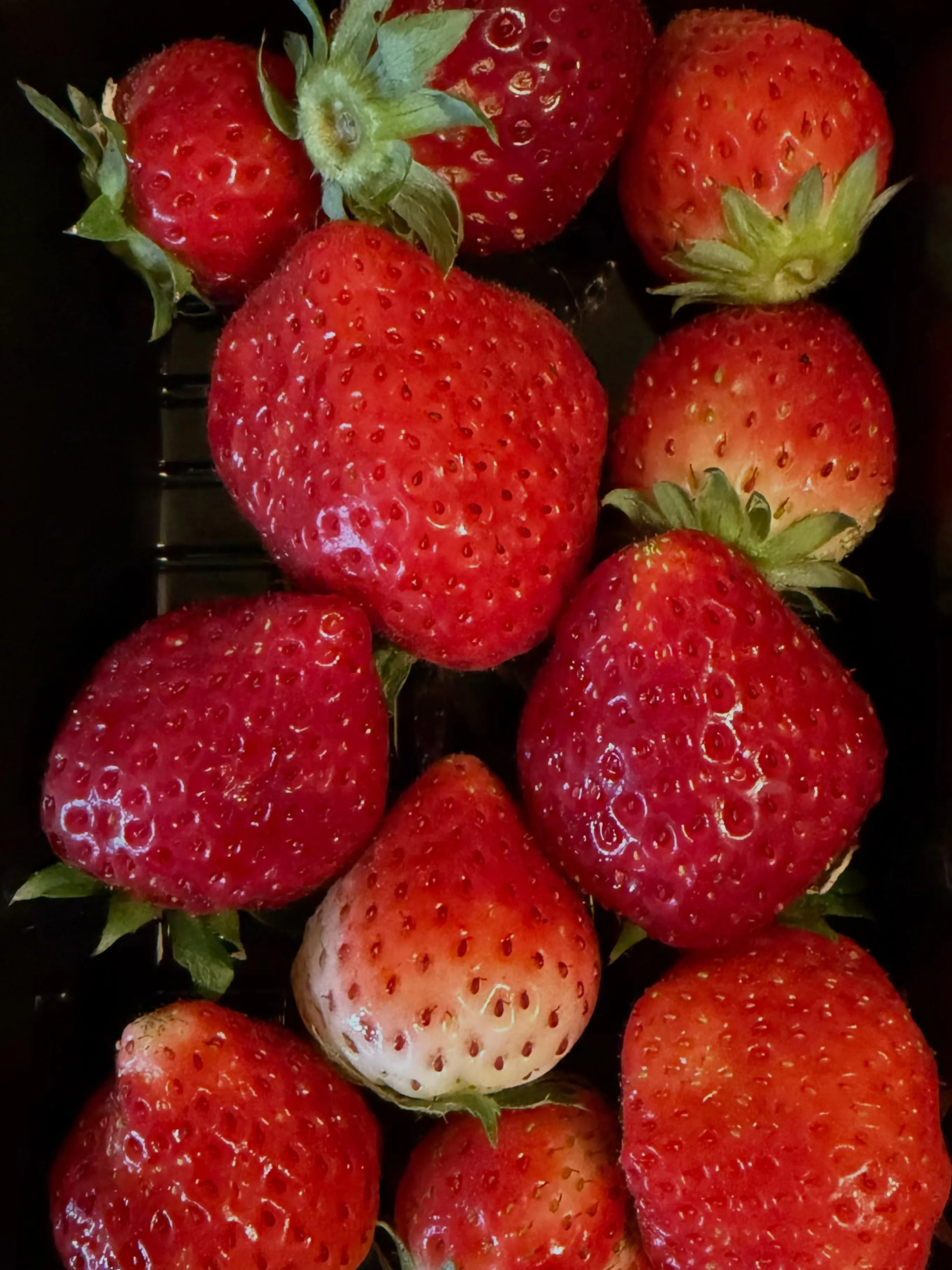 いちごハウスでの昨日の出来事。